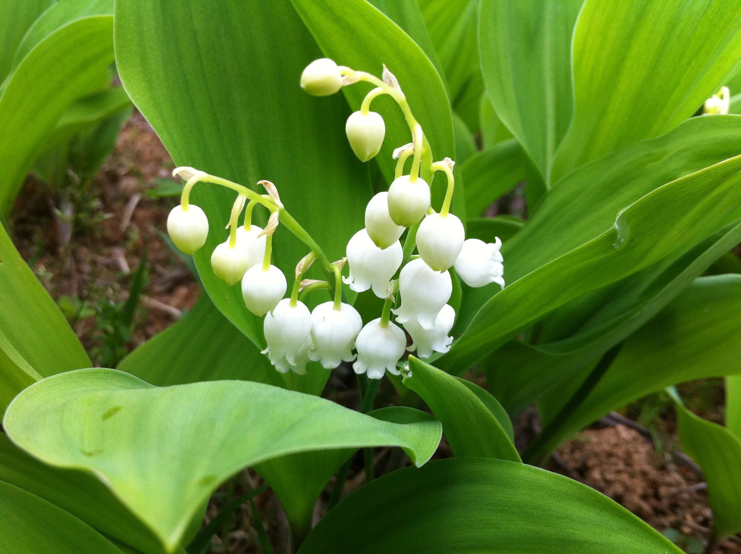 Картинки растений. Ландыш горный Convallaria Montana. Ландыш Майский (лат. Convallária Majális). Ландыш грандифлора. Купена японский Ландыш.