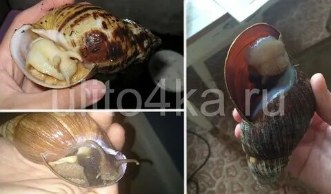 Как понять что улитка мертва