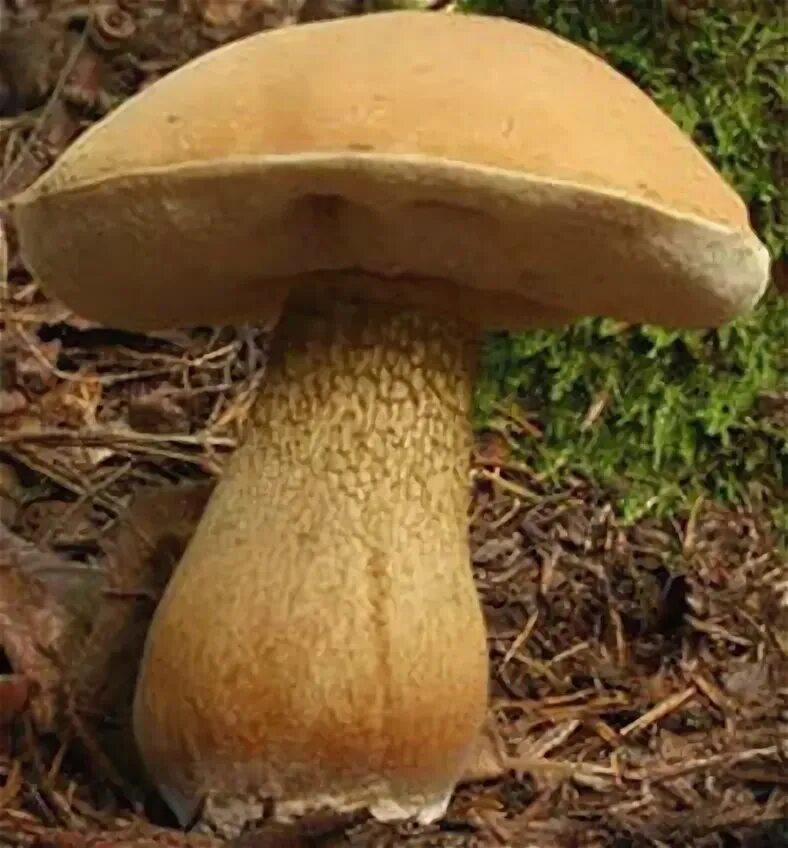 Желчный гриб и другие. Горчак, ложный белый гриб. Жёлчный гриб и Дубовик. Белый гриб и желчный гриб. Желчный гриб горчак фото.