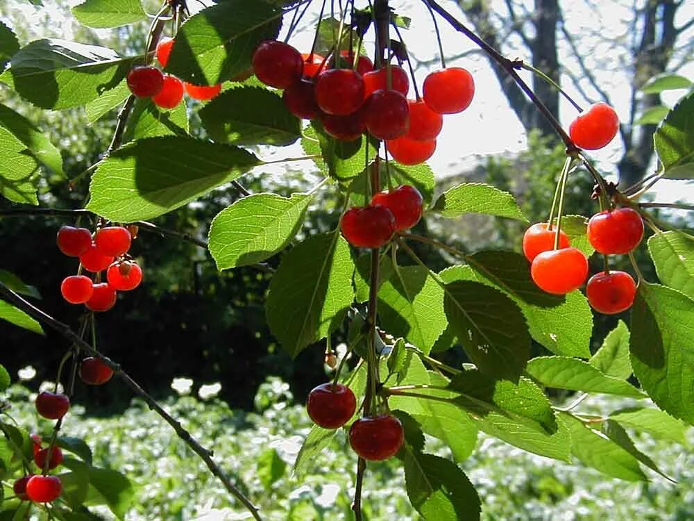 Фон плодоношение вишни. Вишня дерево севастьяновская. Черешня плодоносит. Черешня цветет но не плодоносит что делать. Вишня дичка дальний восток.