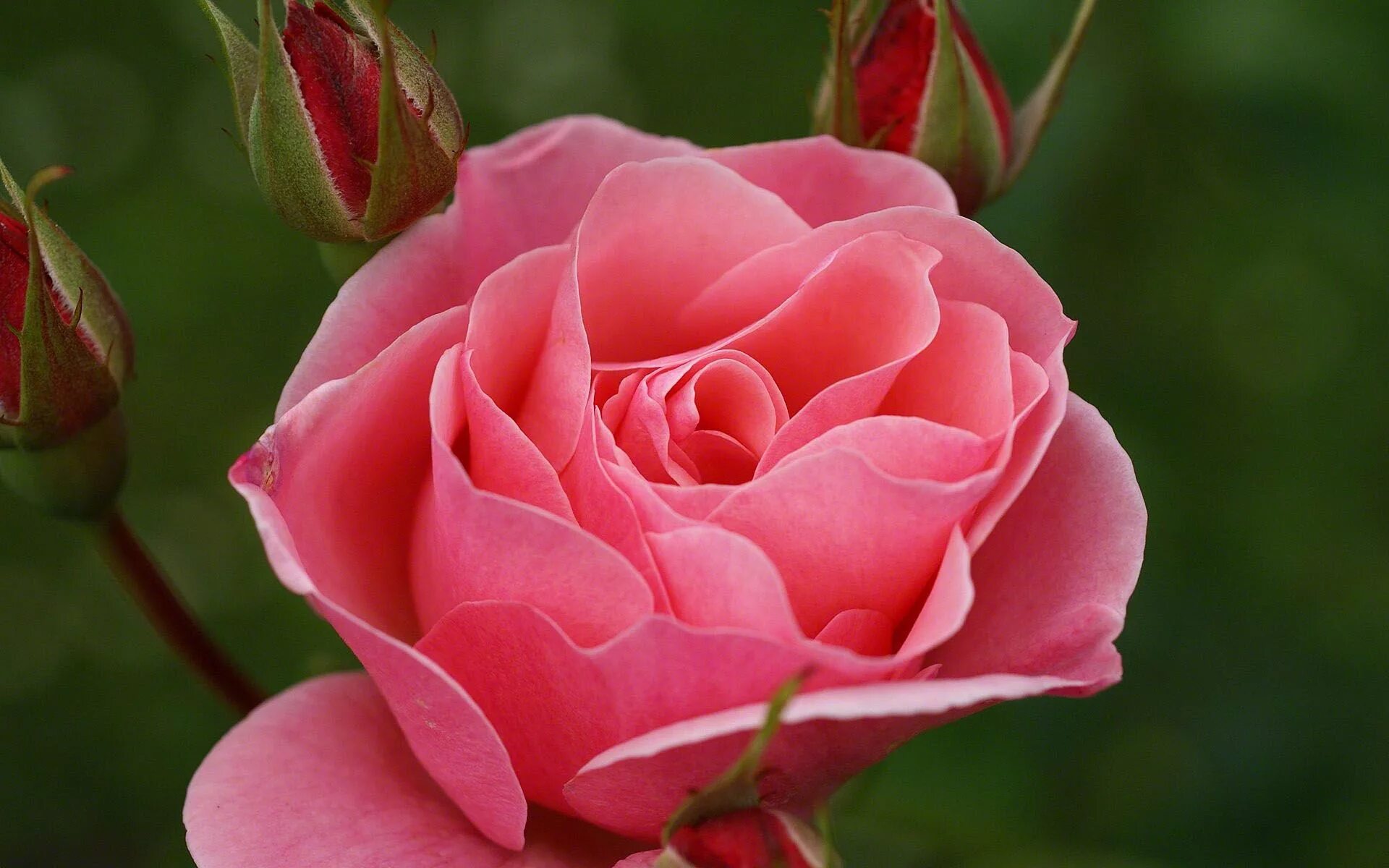 Beautiful rose flowers