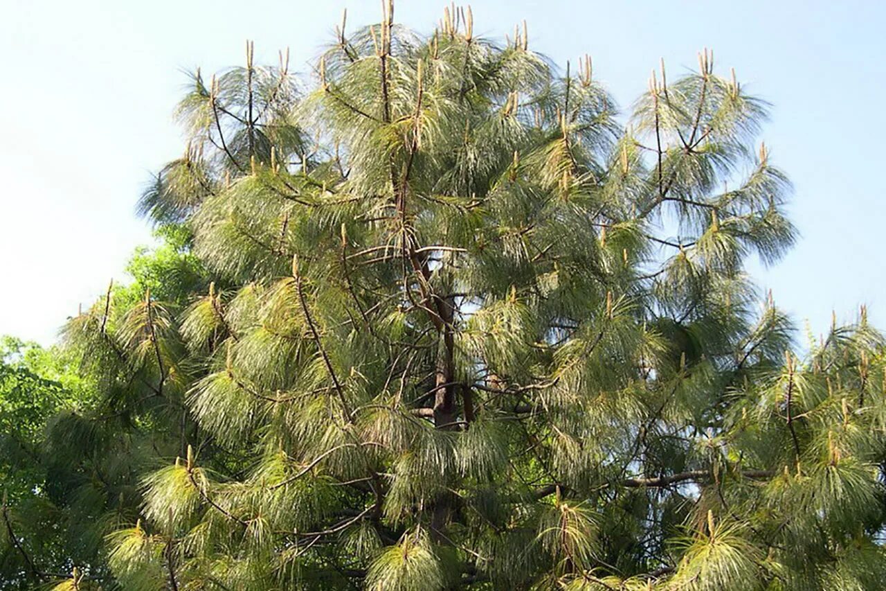Сосна белая мексиканская Pinus strobiformis купить по выгодной цене teofrast
