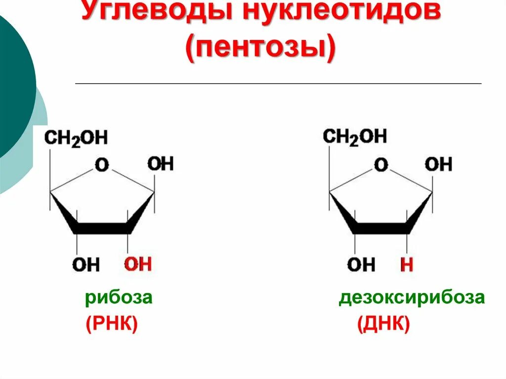 Рибоза реакция гидролиза. Строение нуклеотида пентоза. Строение пентозы. Пентоза химическая структура. Углеводы пентозы.