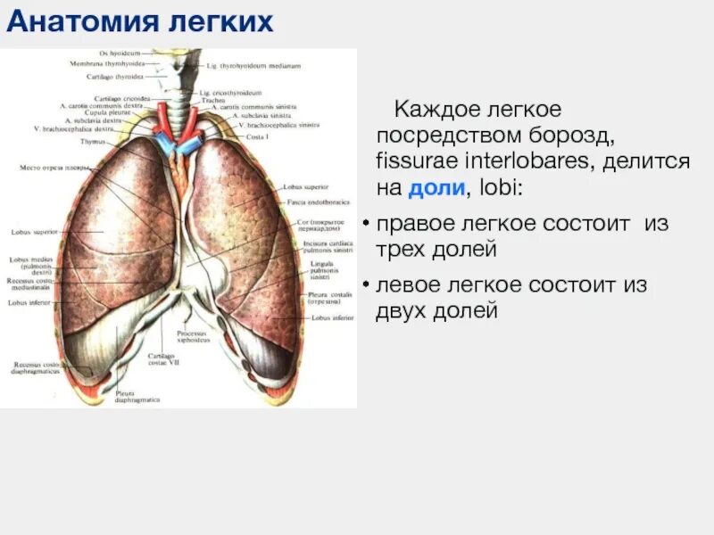 Какое легкое больше и почему. Левое легкое состоит из. Легкие анатомия. Борозды легких. Правое легкое.