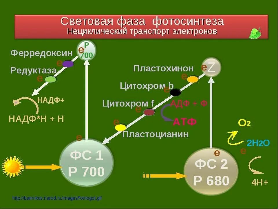 Фаза электрон