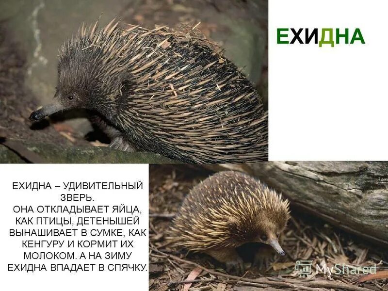 ехидна болотная.
