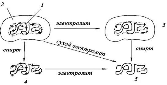 Метод высаливания белков