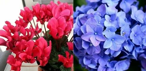 Цветы убийцы в доме