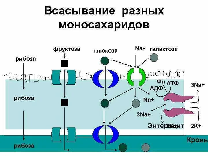 Всасывание фруктозы. Механизмы всасывания. Всасывание Глюкозы фруктозы галактозы. Главный» насос – na+, k+ -АТФАЗА)..