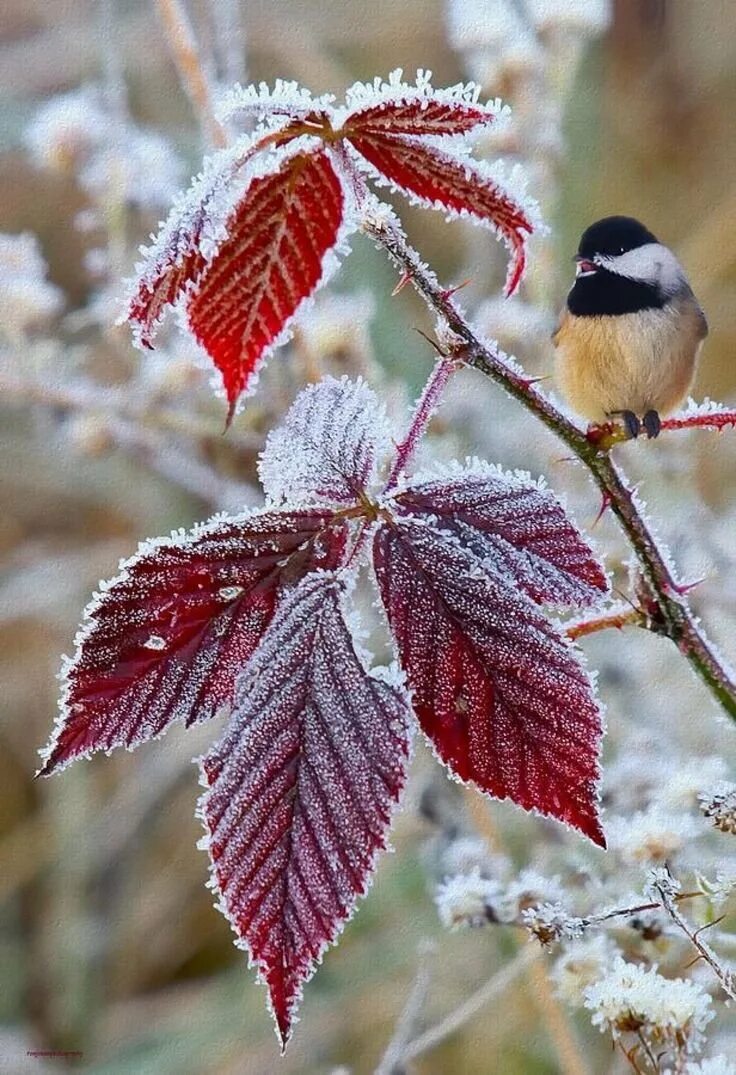 Добрый день ноября картинки. Ноябрь птицы. Морозное осеннее утро. Доброго снежного дня. Доброе осеннее морозгого утро.