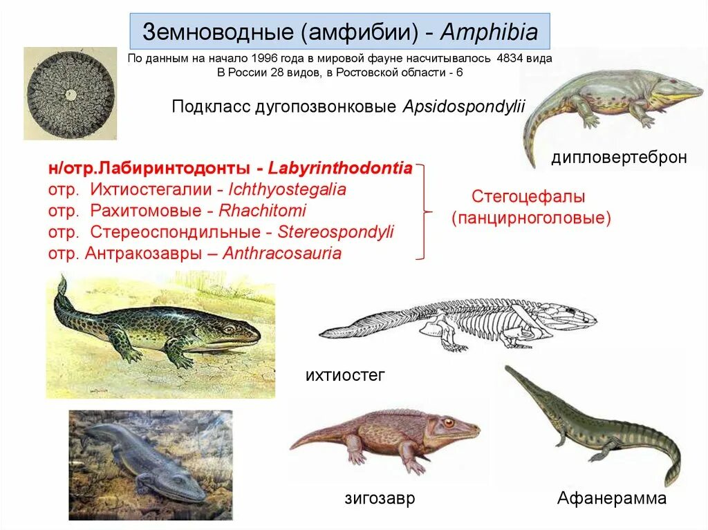 Амфибии Лабиринтодонты. Позвоночные амфибии. Подкласс Дугопозвонковые. Дугопозвонковые амфибии.