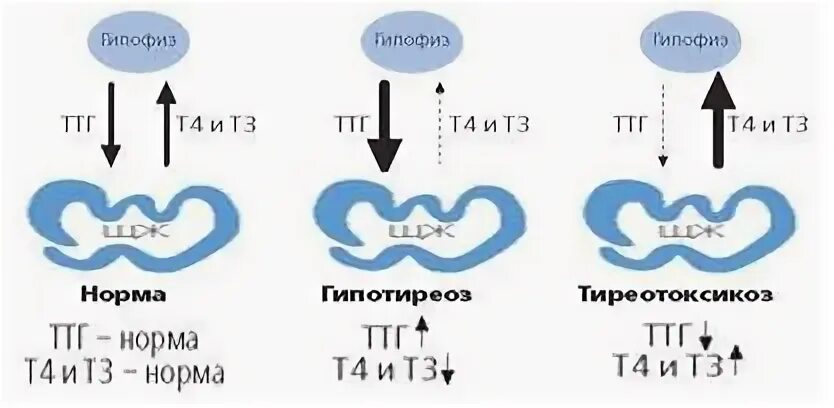Низкий ттг при нормальном т4 и т3