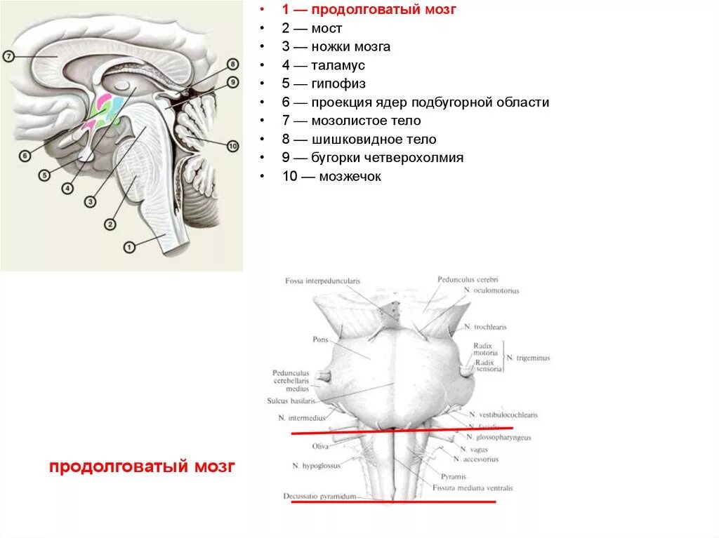 Продолговатый мозг ядра Гайворонский. Продолговатый мозг анатомия. Продолговатый мозг Синельников. Продолговатый мозг и варолиев мост в сагиттальной проекции. Продолговатый мозг входит в состав