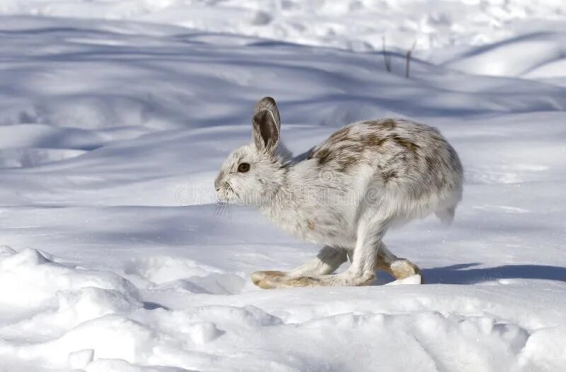 Lepus americanus. Заяц линяет. Линька зайца. Сезонная линька Зайцев.