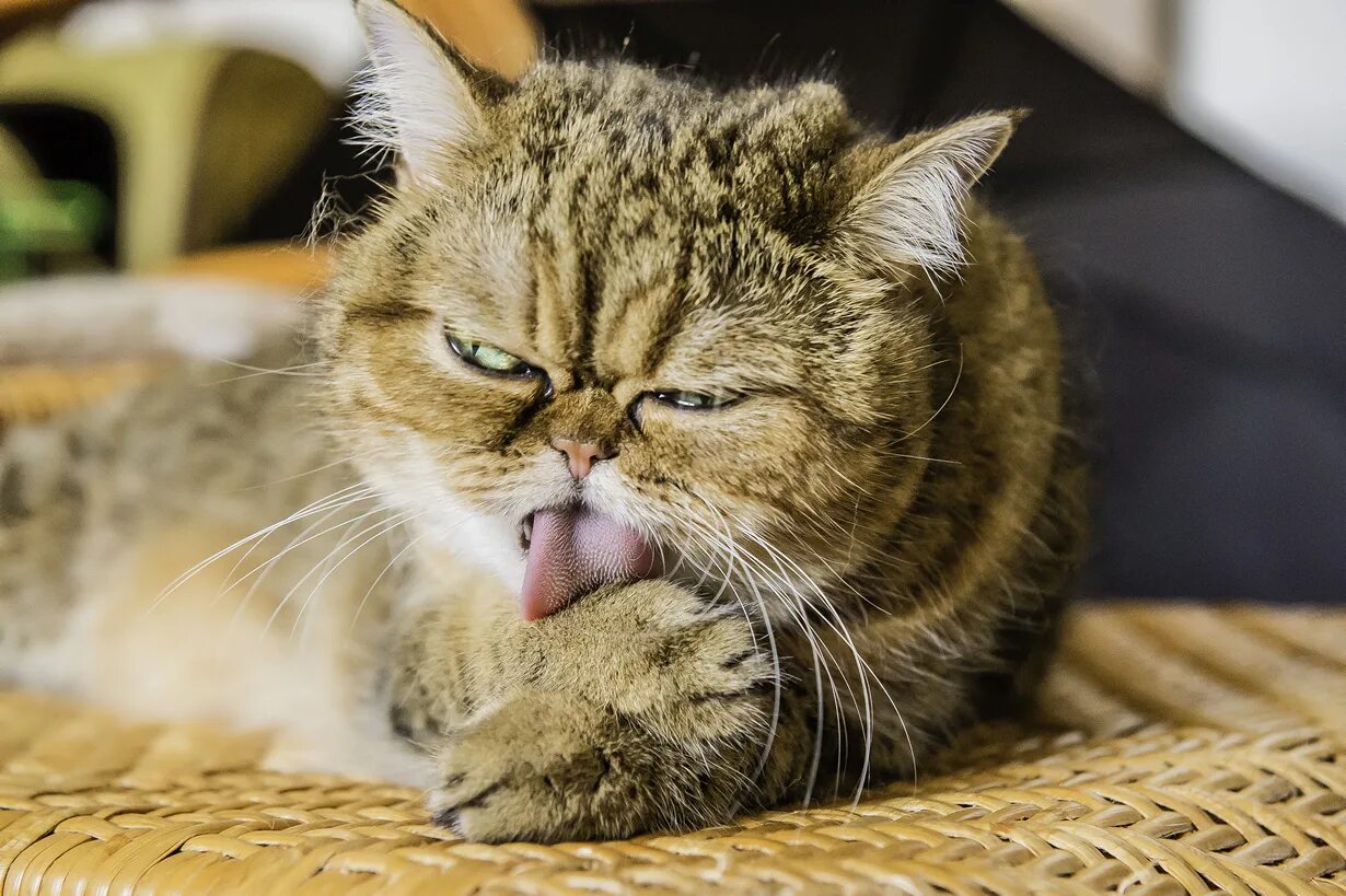 Кошки их жизнь. Котики в жизни. котик сытый. жизнь кошек. из жизни кошек.