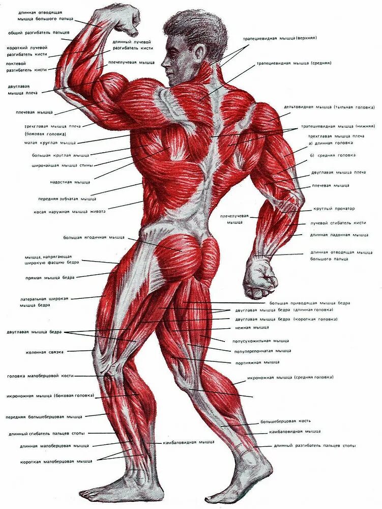 Какие мышцы самые. Анатомия мышечной структуры человека. Мышечная система схема. Строение мышц человека схема. Мышечный скелет человека с названиями.