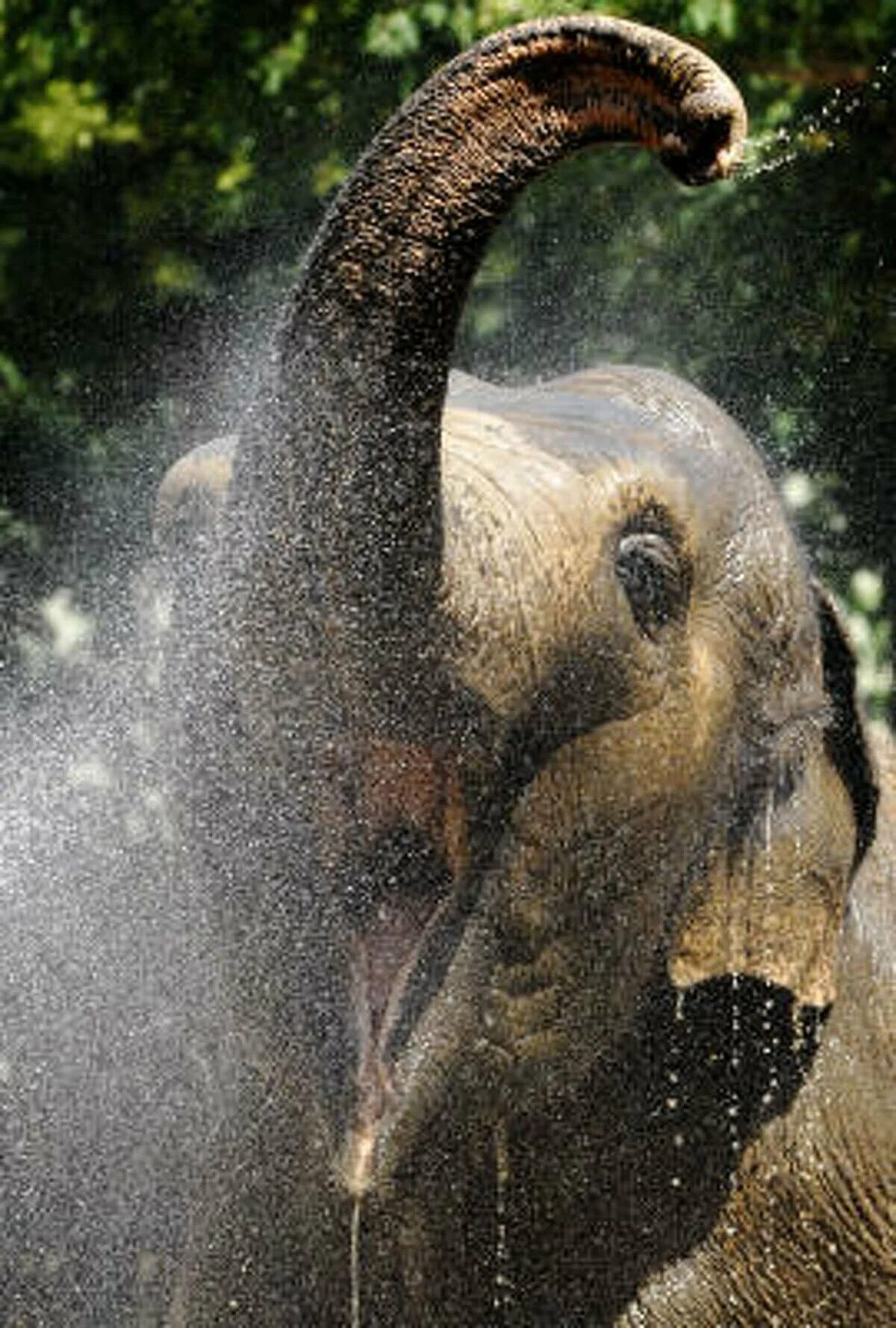 Happy elephant. Счастливый слон. Смешные слоны. Азиатский слон. Слоны забавные фото.