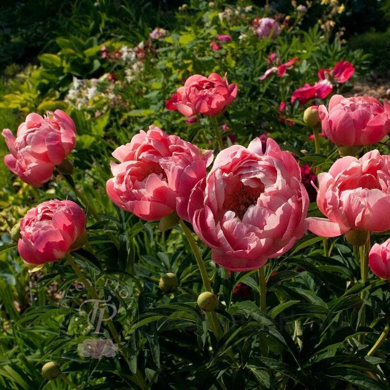 Пион молочноцветковый coral charm. Пион травянистый корал шарм. Пион корал шарм. Пион корал. Пион молочноцветковый корал шарм.