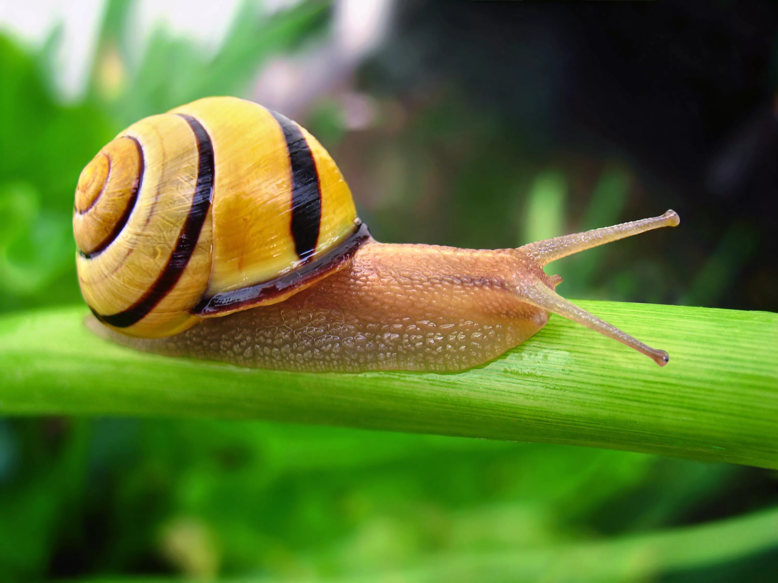 Улитка Лесная цепея. Улитка водорослеед альбинос. Cepaea nemoralis. Улитка водорослеед.