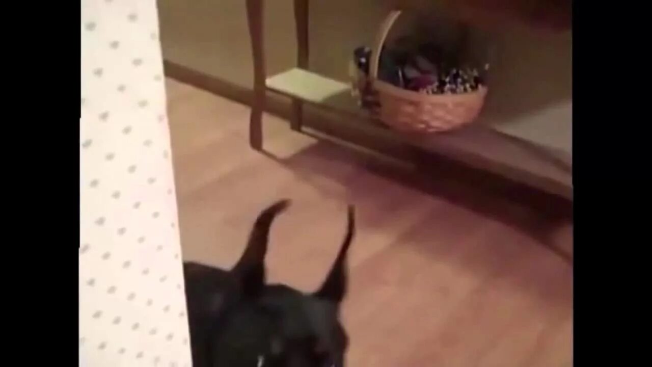 Собака собирается на дачу. Пес собирается на дачу. ролик про собаку которая собирается на дачу. собака собирается на дачу прикол.
