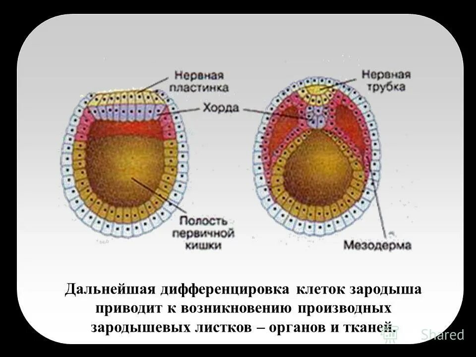 Гаструла состоит из. Зародыш состоит из зародышевых листков. Фазы развития зародыша гаструла. Зародышевые листки эктодерма энтодерма мезодерма. Нейрула зародышевые листки.