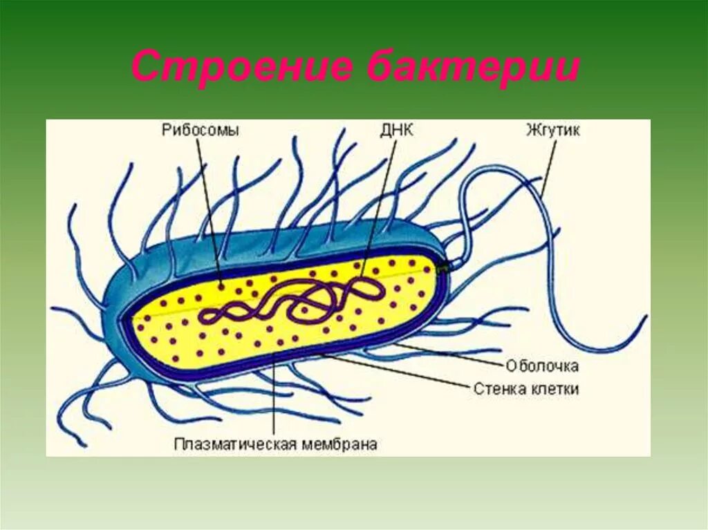Тест строение бактерий. Строение бактериальной клетки прокариот. Строение прокариотической бактериальной клетки. Прокариотическая клетка пили. Строение прокариотической клетки пили.