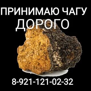 Кто примет чагу