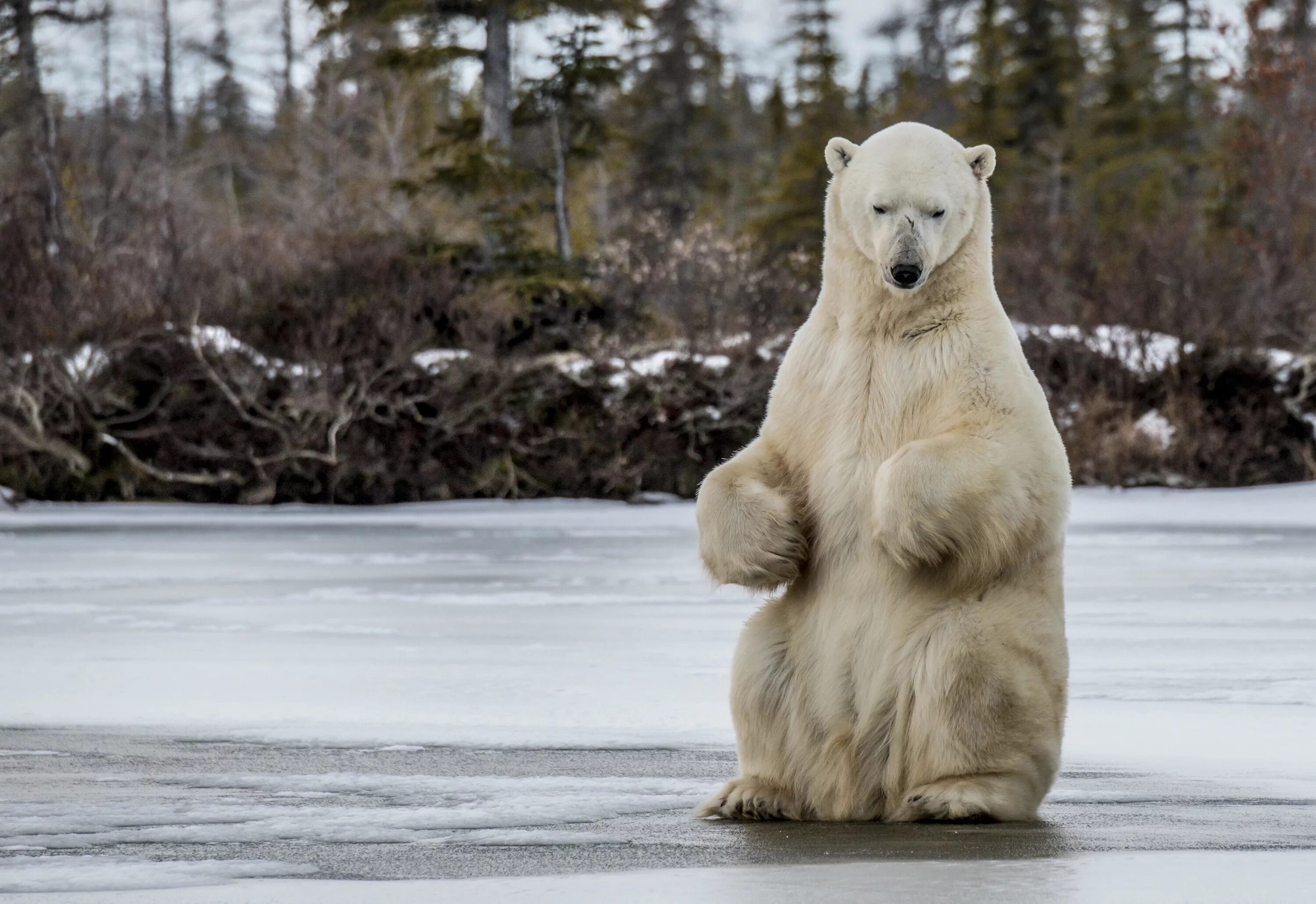Медведица защищает медвежат. Медведь гризли. Белый медведь на задних лапах. Кума медведь. Медведь гуляющий по поляне панорама.