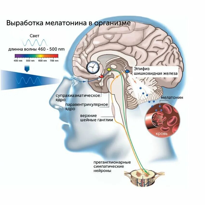 Мелатонин выработка. Мелатонин как вырабатывается. Мелатонин эпифиз. Мелатонин выработка в организме.