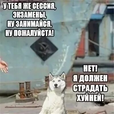 Хочется страдать. Нет я должен танцевать. нет я должен страдать фигней собака. нет я должен танцевать мем. я должен страдать хуйней.