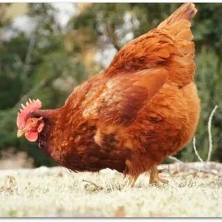 Ставропольские куры