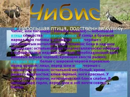 Чибис птица описание