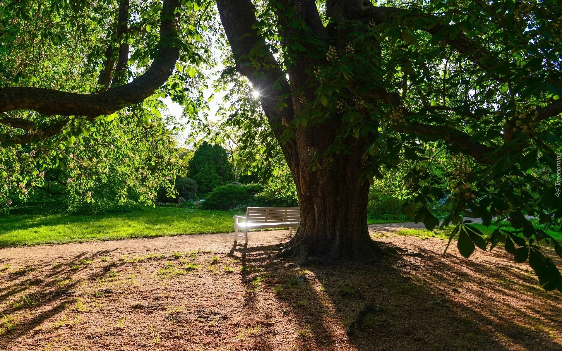 There many old trees in the park