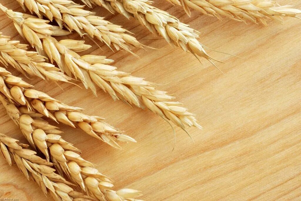 Оформление зерна. Ячмень и пшеница. Зерно пшеница кукуруза. Зерновые и зернобобовые культуры. Пшеница ячмень кукуруза.