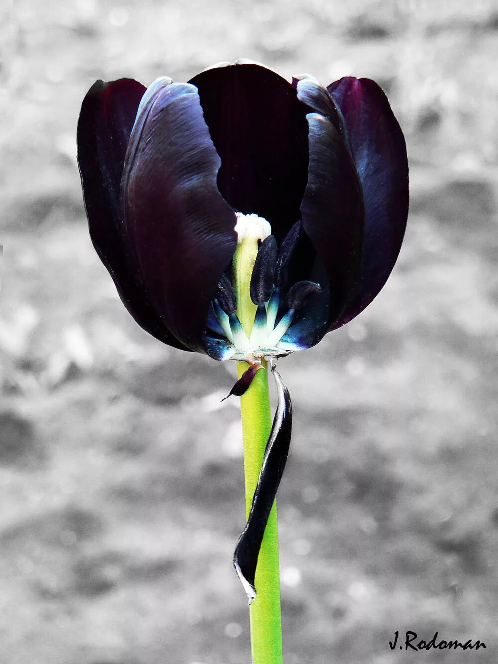 тюльпан перл маунтейн. тюльпан блэк бин. черный тюльпан на русском языке. черный тюльпан на русском языке. черный тюльпан на русском языке.