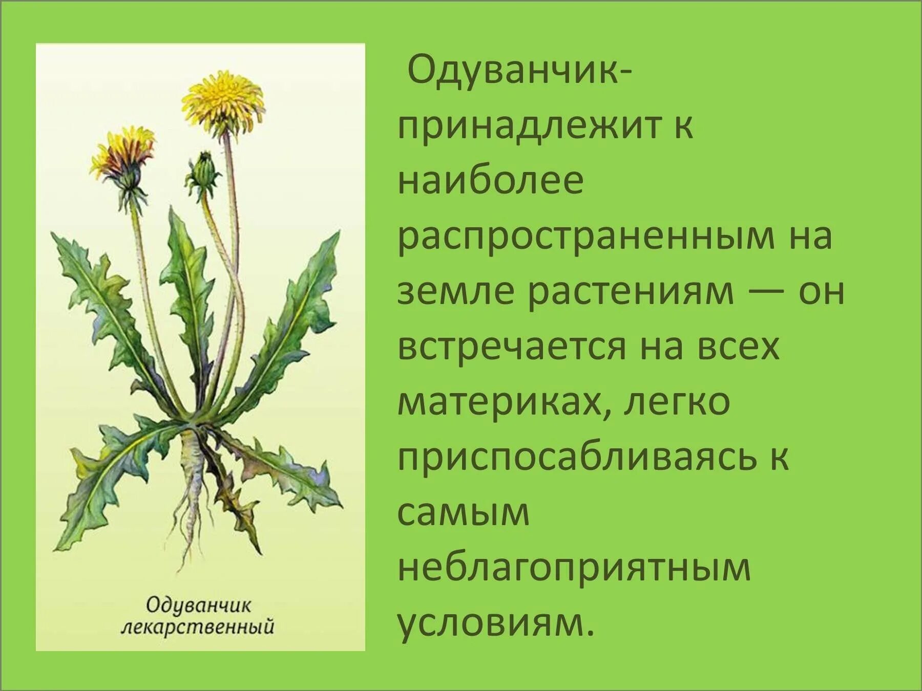 Описать одуванчик лекарственный. Одуванчик лекарственный строение. Одуванчик покрытосеменное растение. Империя одуванчика лекарственного. Одуванчик цветок описание.