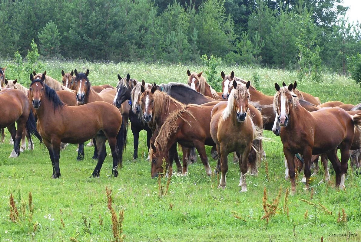 Маныч гудило дикие мустанги. Дикий табун. Табун под цифрой 6. Гнедой табун. Табун под цифрой 6.