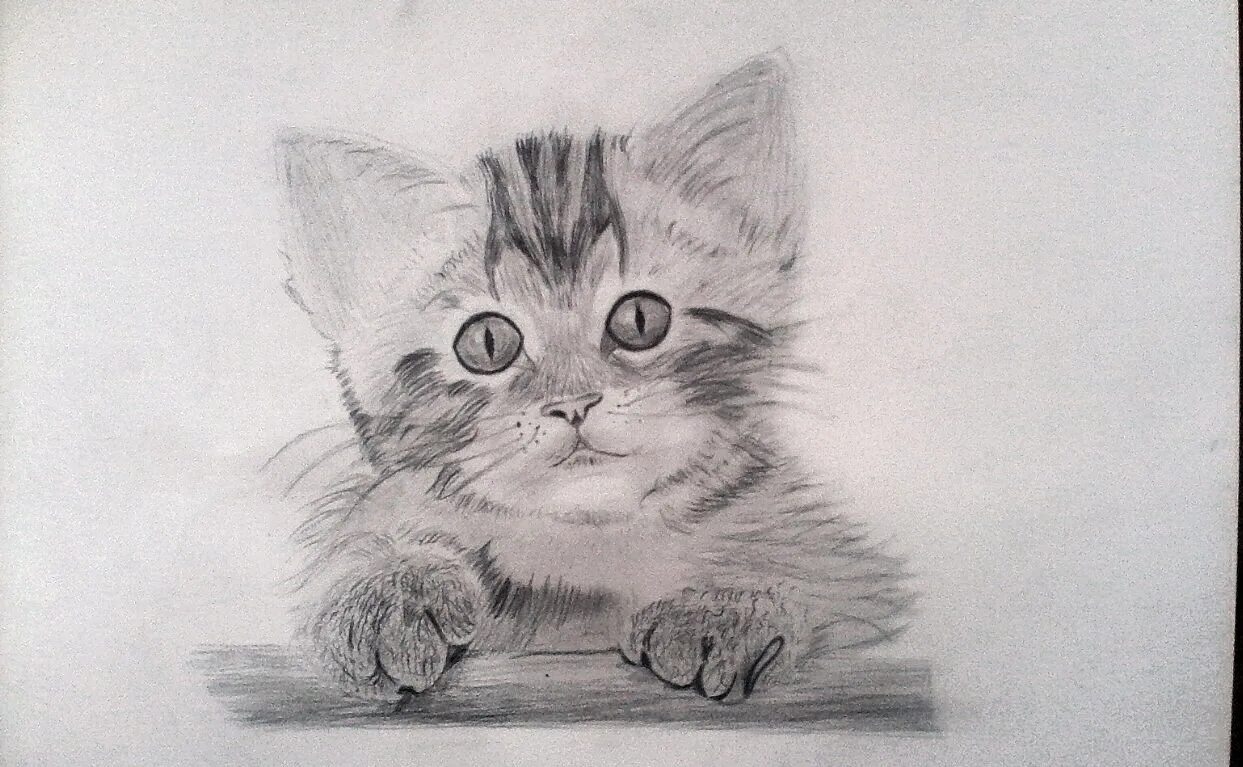белый кот карандашом: 10 тыс изображений найдено в Яндекс.Картинках Kitten drawi