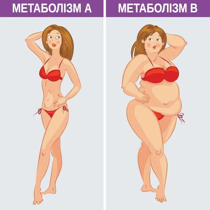 Метаболическое похудание что это такое простыми словами