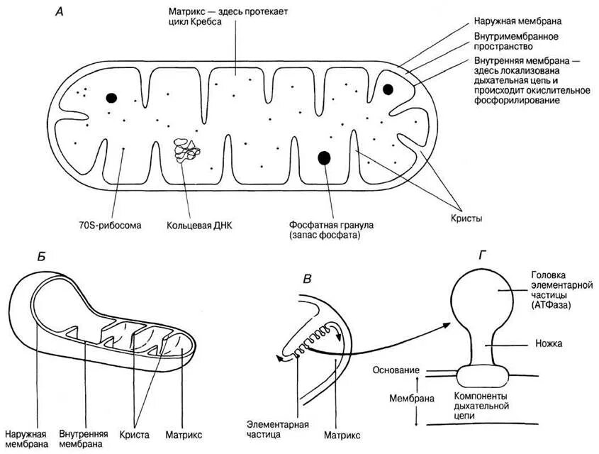 Мембрана митохондрия схема. Митохондрия мембрана внутренняя схема. Строение митохондрии рисунок. Схема строения митохондрии. Записать строение митохондрии
