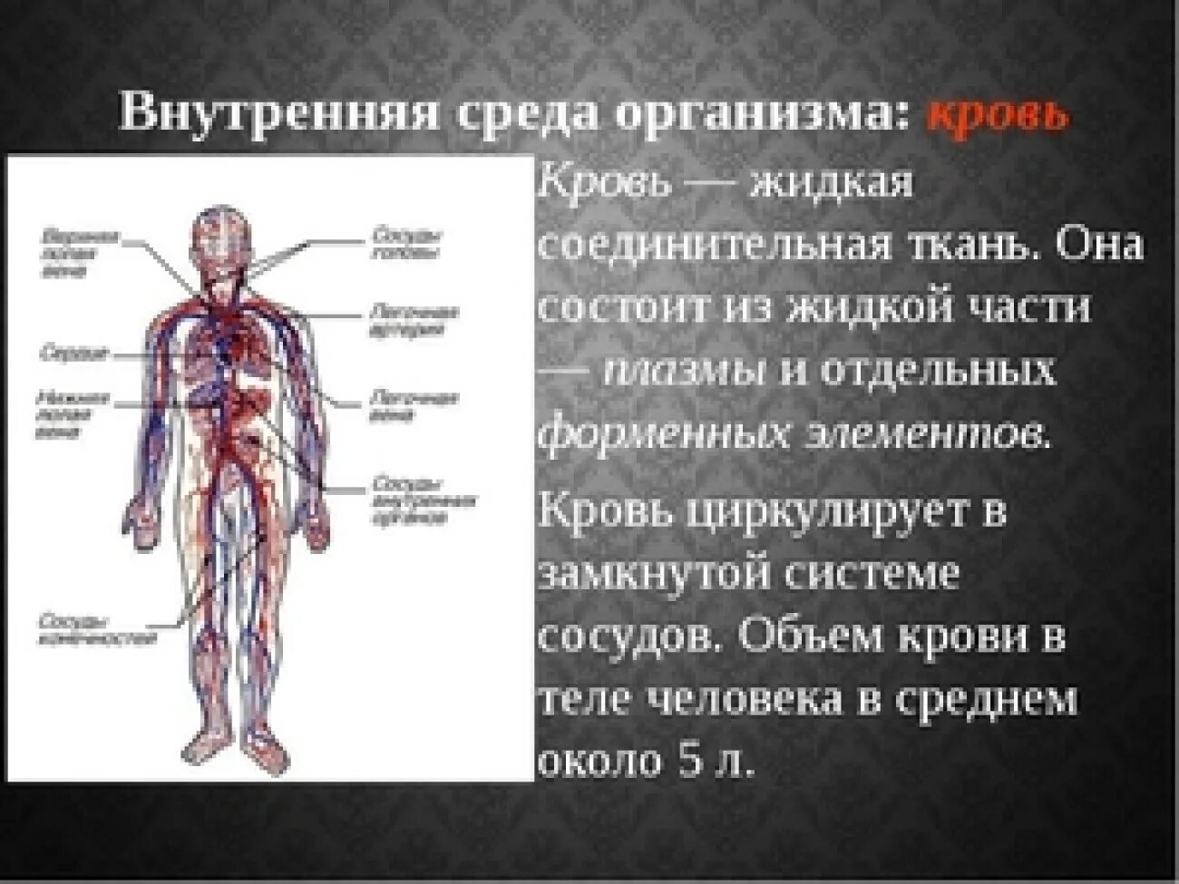 Внутренняя среда организма. Кровь в организме человека. Объем крови в теле человека. Человеческий организм. Много крови в организме