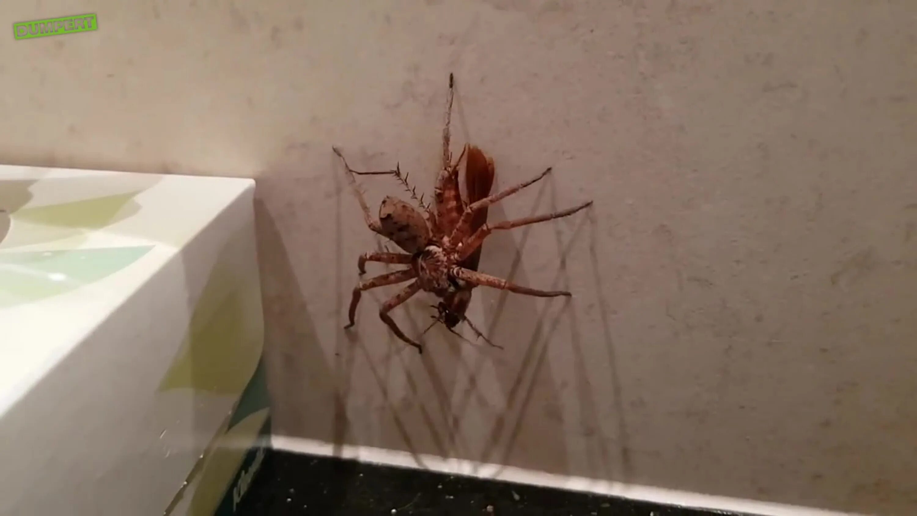 Florida Wolf spider I found this little lady clinging to m. Flickr