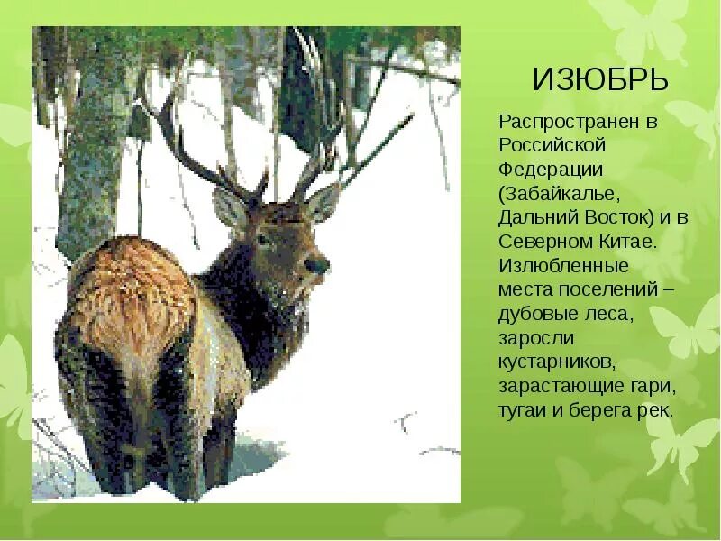 Картинки КРАСНАЯ КНИГА ЖИВОТНЫХ ЗАБАЙКАЛЬСКОГО