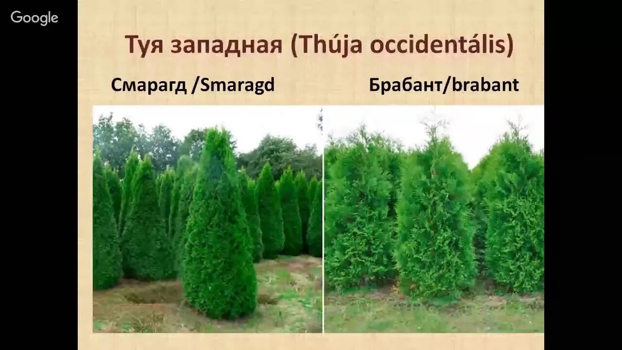 Туи брабант и смарагд отличие. Туя западная смарагд брабант. туя брабант, смарагд и колумна. туя западная смарагд колумна. туя брабант колумна.