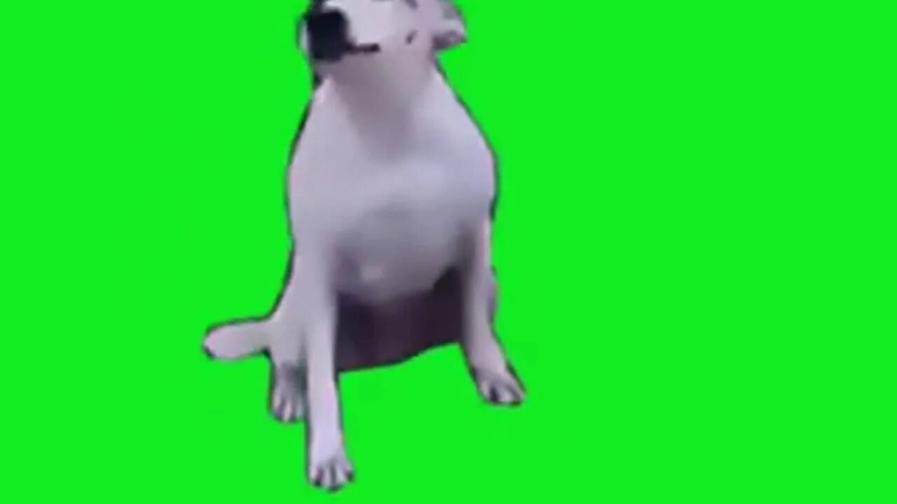 Собачка танцует яркий фон. Собака танцует. Танцующая собака. Танцующая собака мем на прозрачном фоне. Танцующая собака фон.