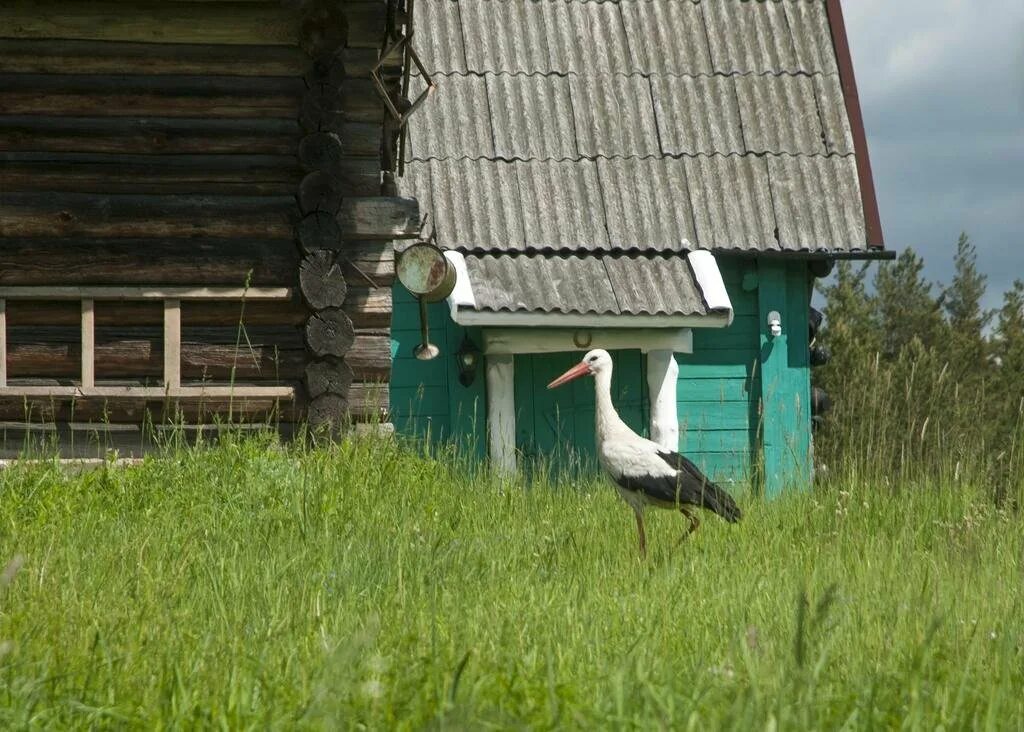 Деревня рудня. Рудня псковская область. деревня рудня псковская область. рудня себежский район. дом в русском стиле деревня рудня.
