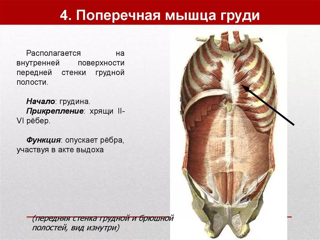 Опущенные ребра. Поперечная мышца. мышцы опускающие ребра. мышцы груди, опускающие ребра. реберные мышцы.