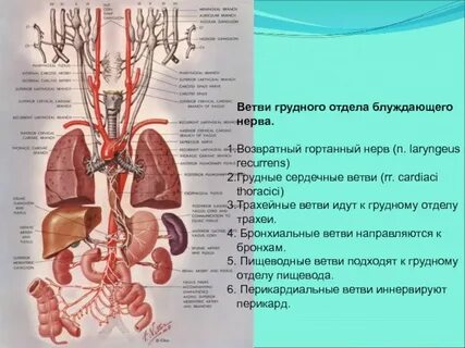Блуждающий нерв участвует в