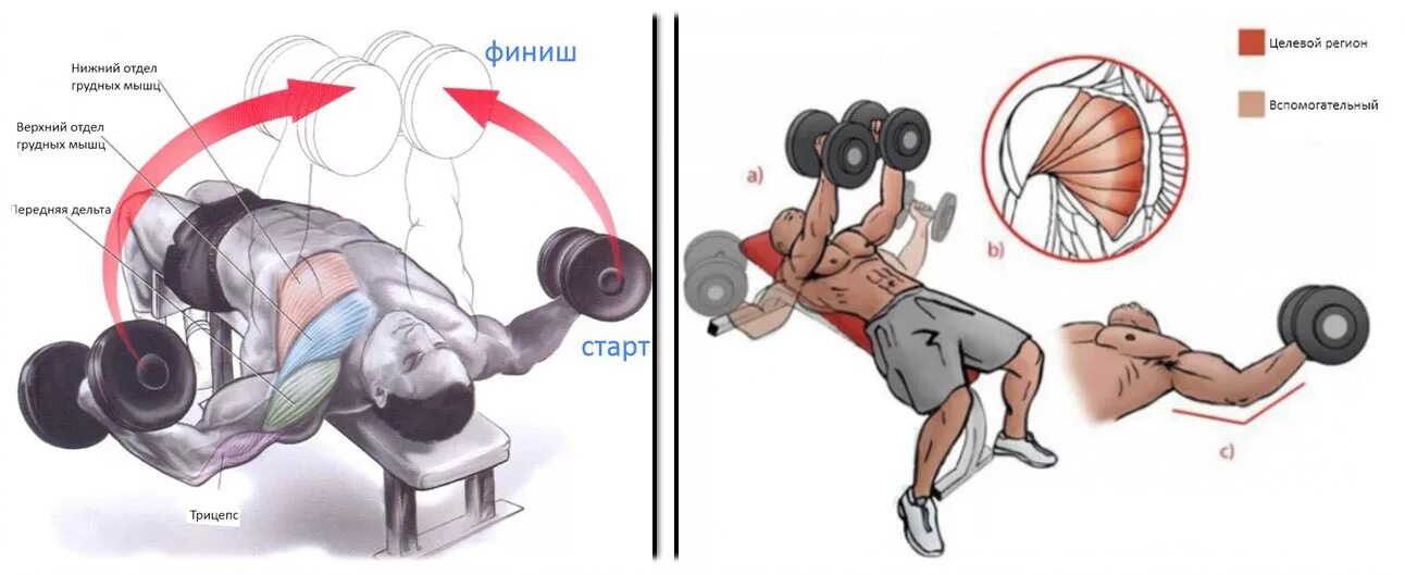 Упражнение разводка гантелей лежа. Мушка и целик прицеливание. Элементы рабочего окна excel. Триггерные точки зубчатой мышцы. Пакеты прикладных программ примеры.