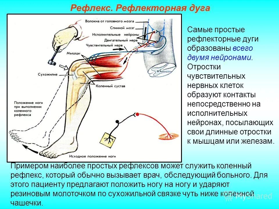 Экспериментатор работа мышц мышей